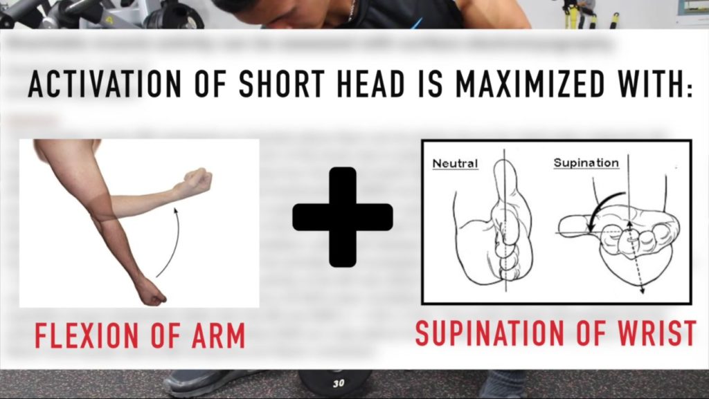 Activation of the short head biceps is maximized when there is a combination of flexion of arm and supination of wrist