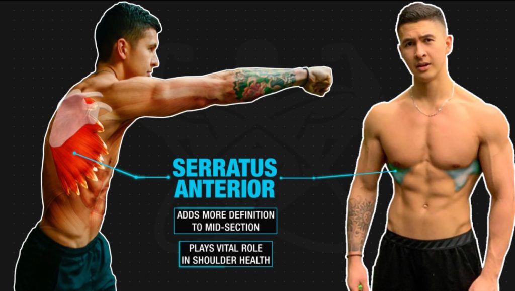 Functions of serratus anterior