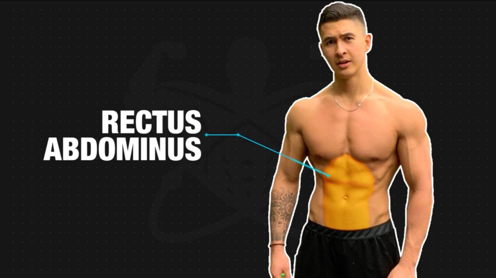 Rectus abdominus