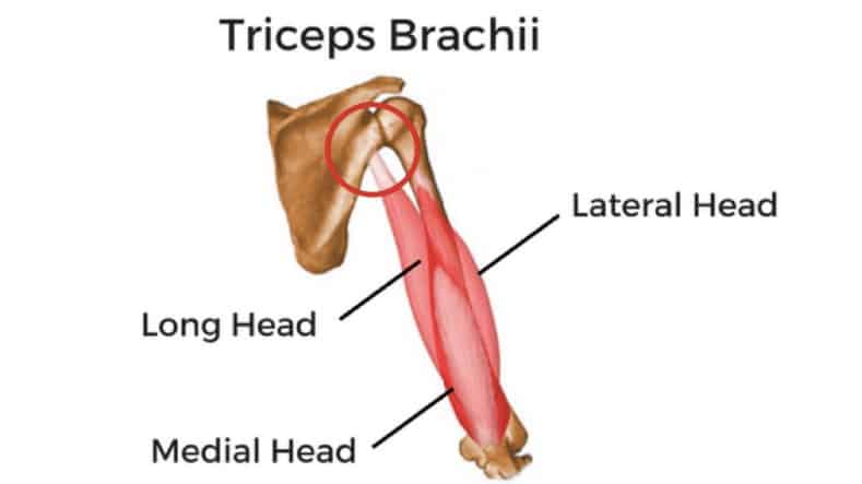 triceps brachii