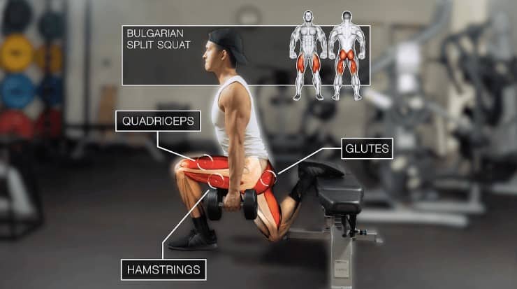 bulgarian split squat