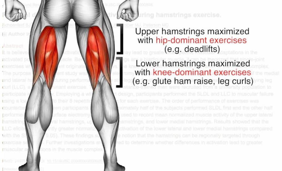 lower body anatomy