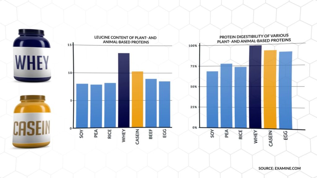 Whey vs casein leucine content and protein digestibility