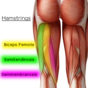 hamstring muscles