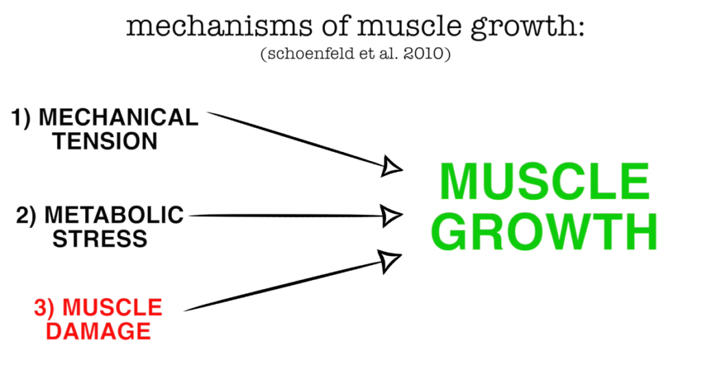 muscle soreness study