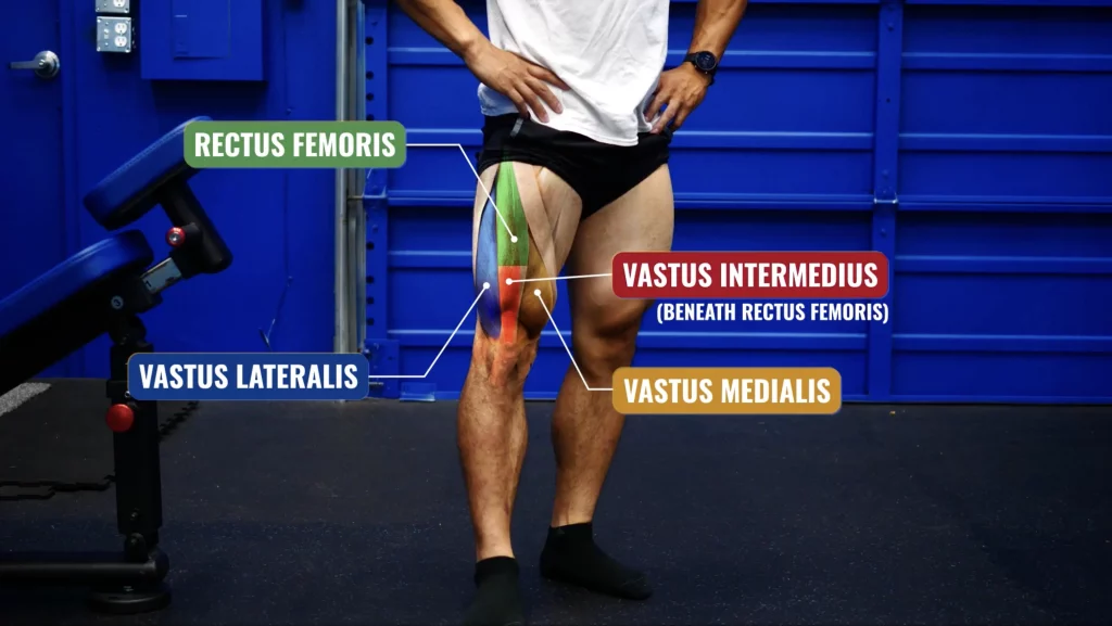 Anatomy of quads