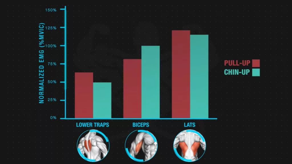 Pull-up vs chin-ups in push pull legs routine